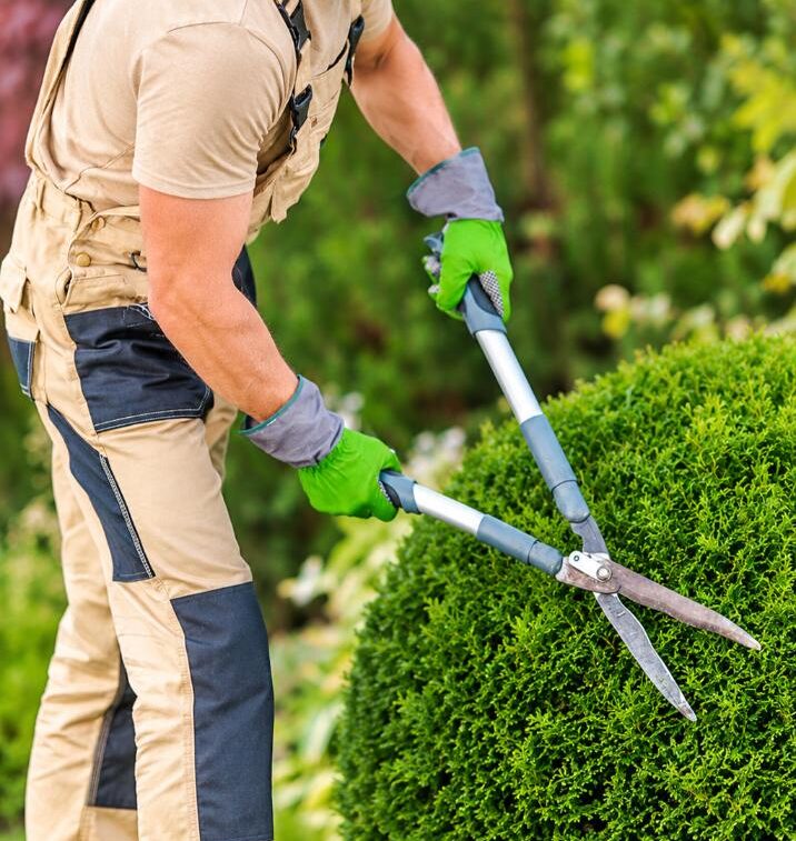 Gardener-Trimming-a-Round-Hedge-1