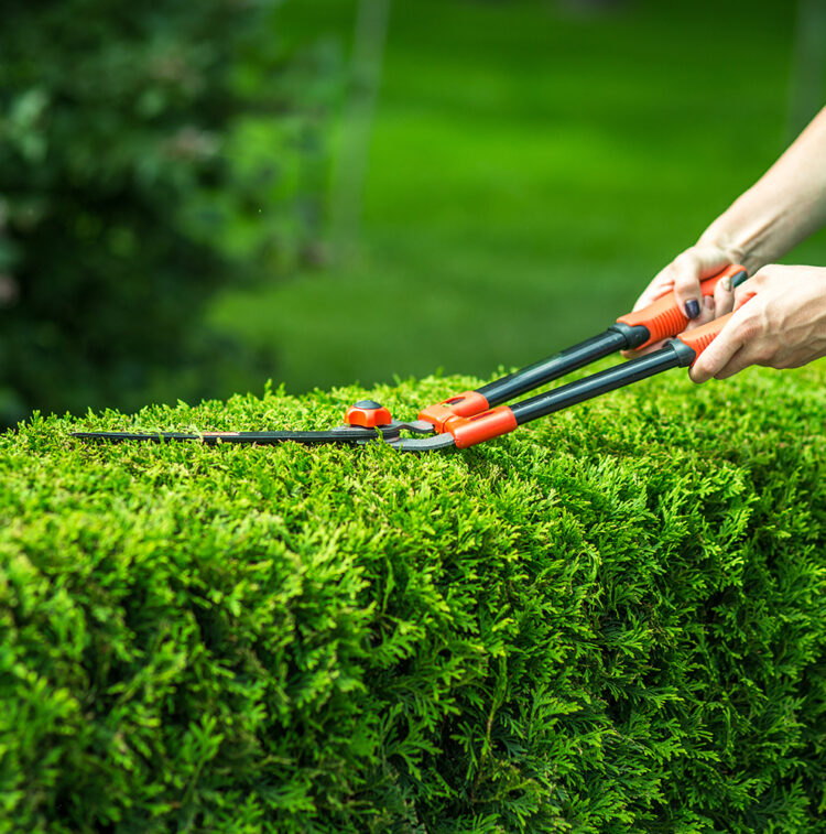 Hedge-Trimming-Services-Featured-image