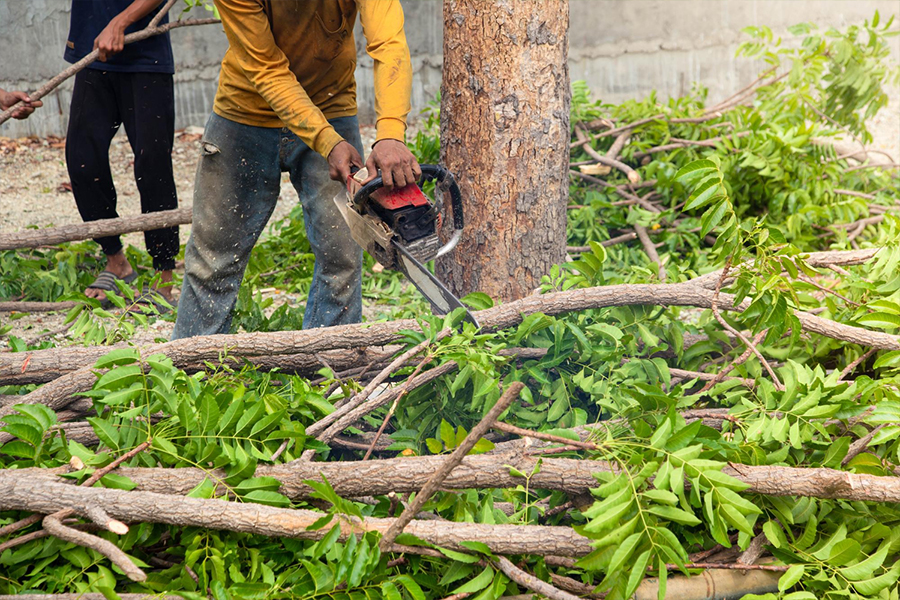 Planting-Tree-Cutting-&-Felling-Services-01