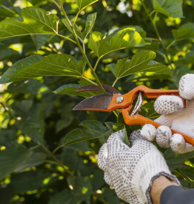 Pruning-Services-in-West-Melbourne-(Image)