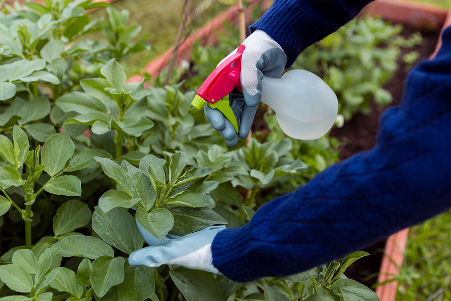 Weed-Spray-Services--01