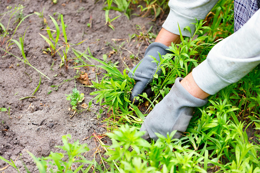Weeding-Services-02