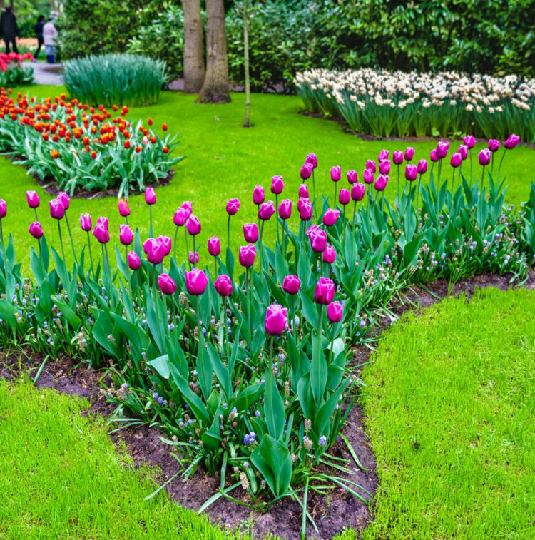 Garden-Landscaping-service-Featured-image