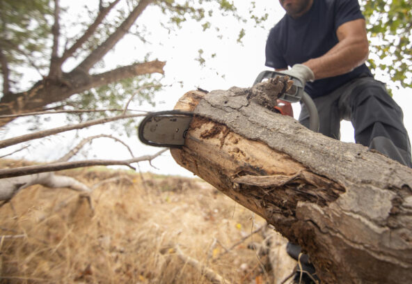 tree removal Aintree