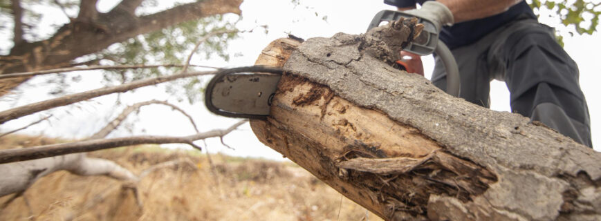 tree removal Aintree